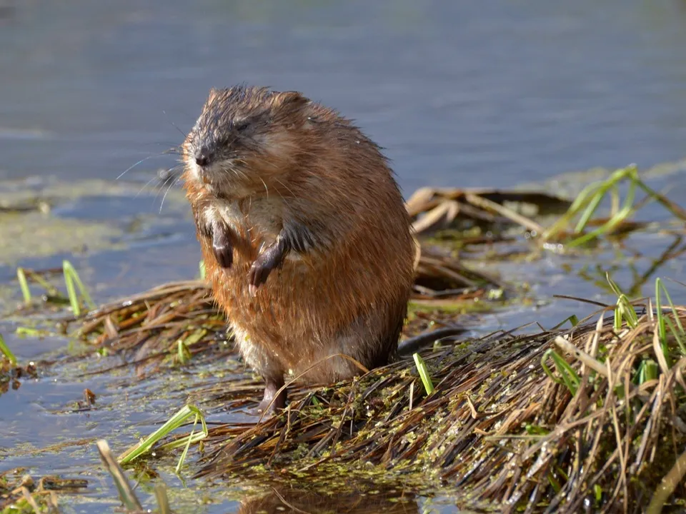 Фото: из личного архива Бориса Короткова
