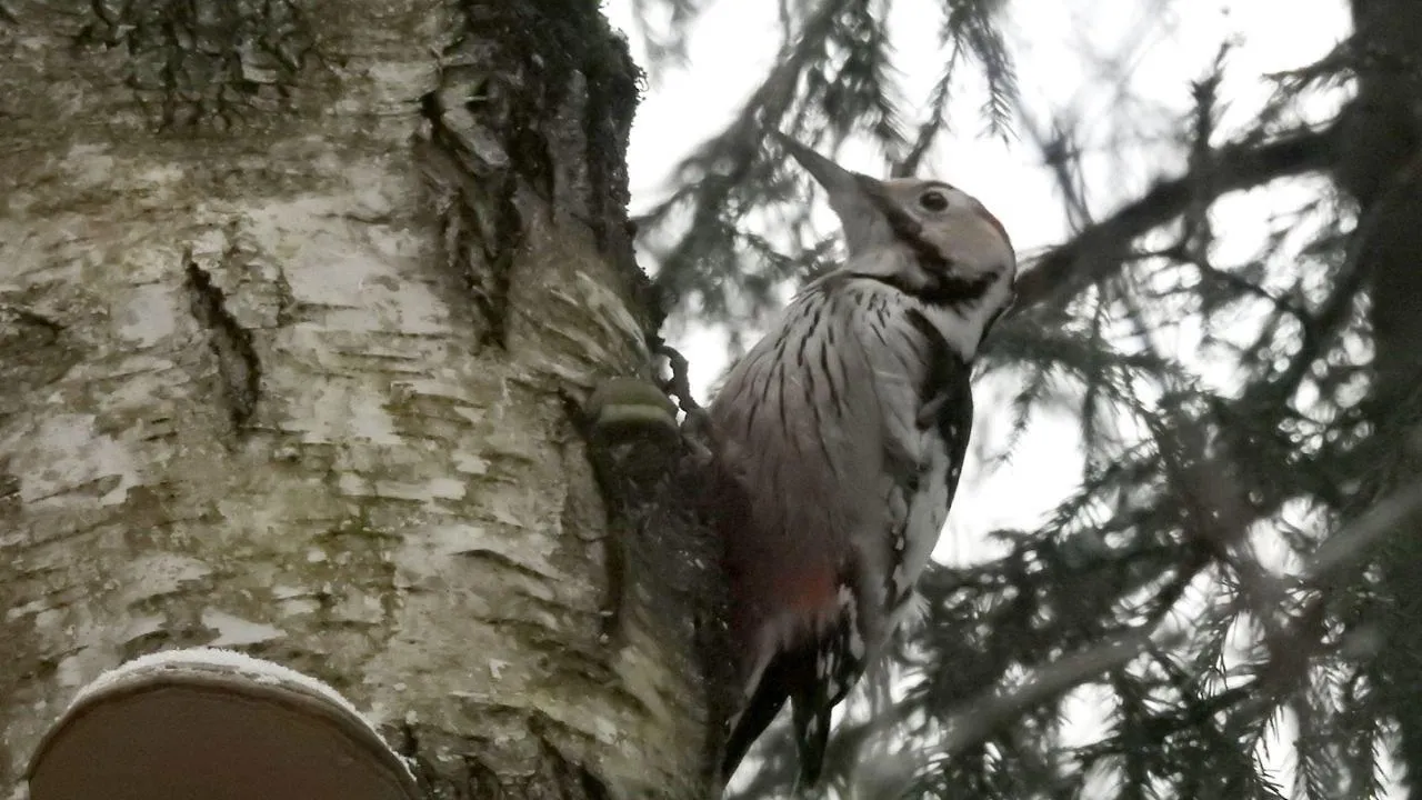 Владимир Захаров