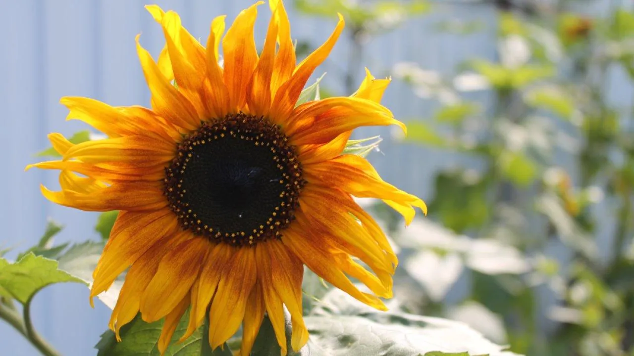 REGIONS/Илья Попов