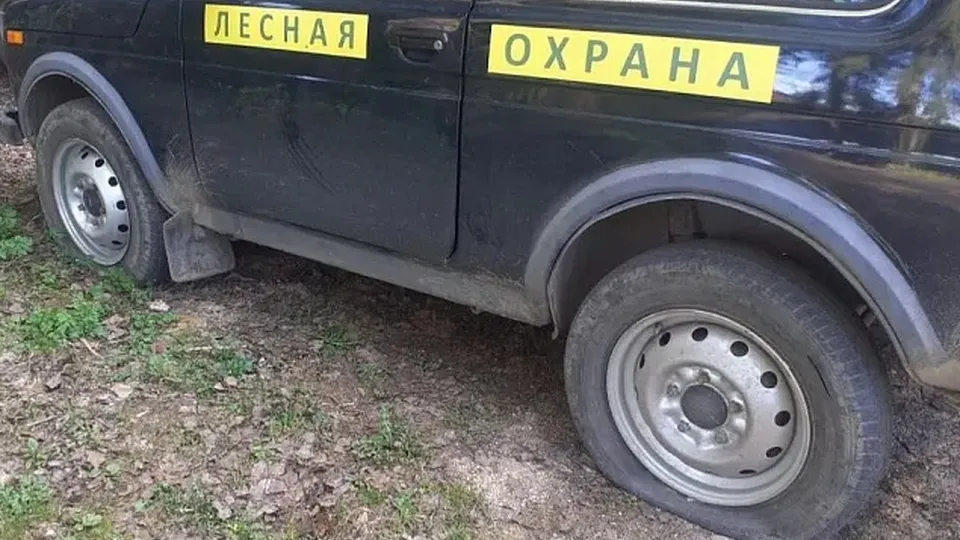 Фото: Комитет лесного хозяйства Московской области