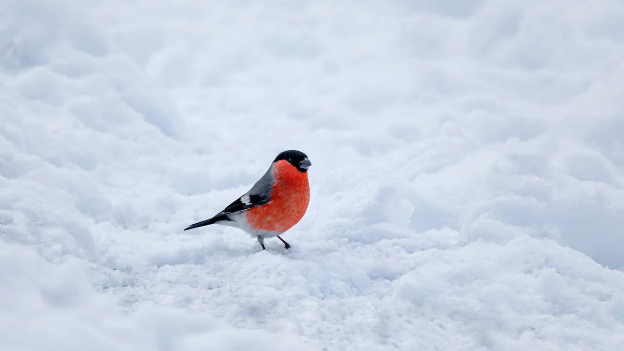 медиасток.рф