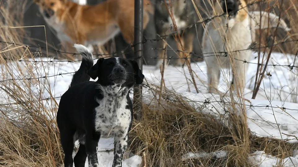 Фото: РИА Новости/Илья Наймушин