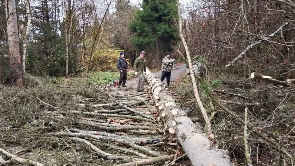 Фото: Звенигородский филиал ГКУ МО «Мособллес»