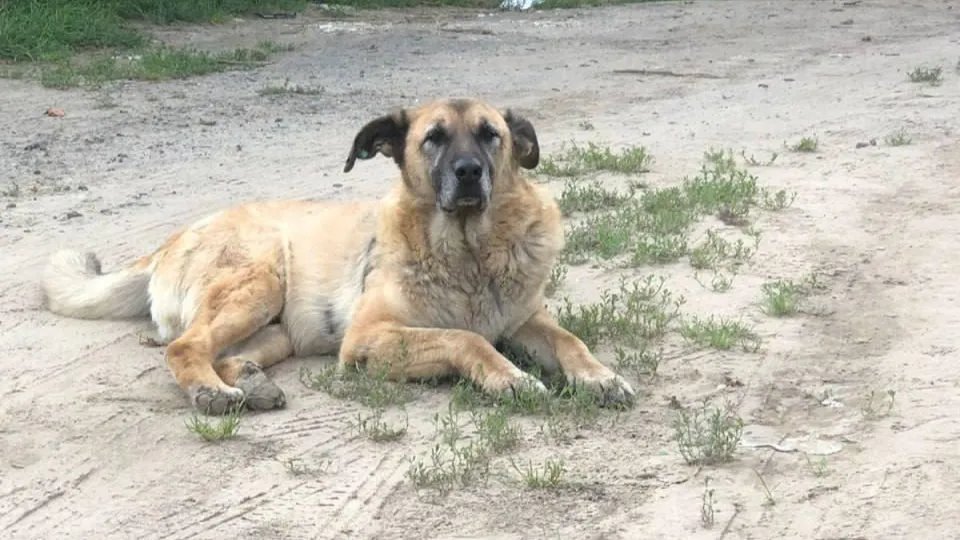 Фото: Администрация г.о. Чехов