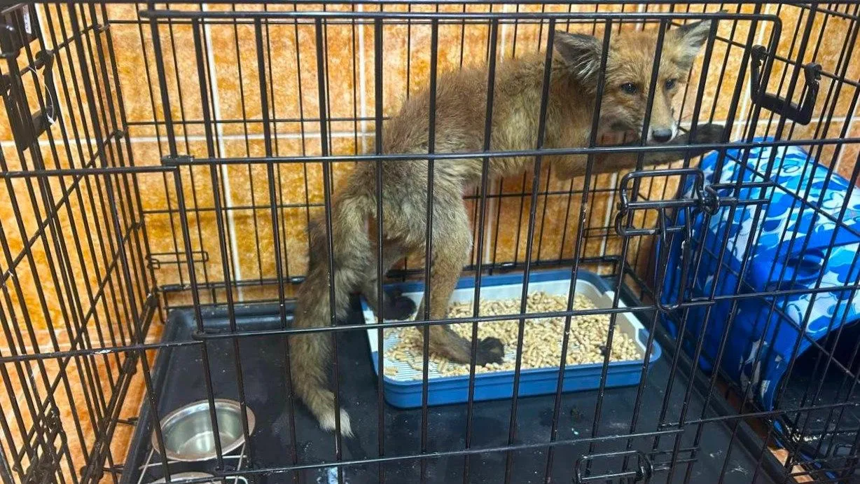 В Подмосковье из очистных сооружений спасли обессилевшую лису