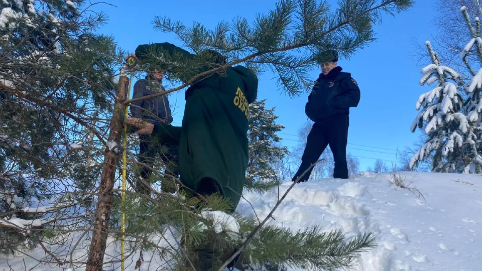 Фото: Комитет лесного хозяйства МО