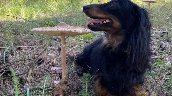 Фото: СоцсетиФото%