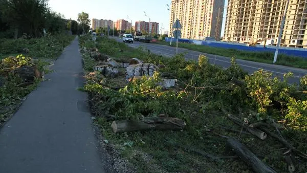 В Лобне под топор пошла аллея из тополей, которая «стесняла» город