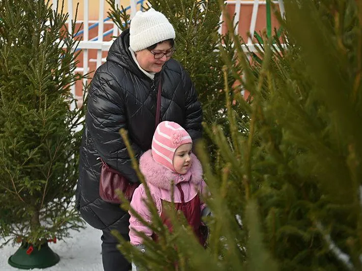 Почему лучше каждый год покупать живую елку — мнение эколога