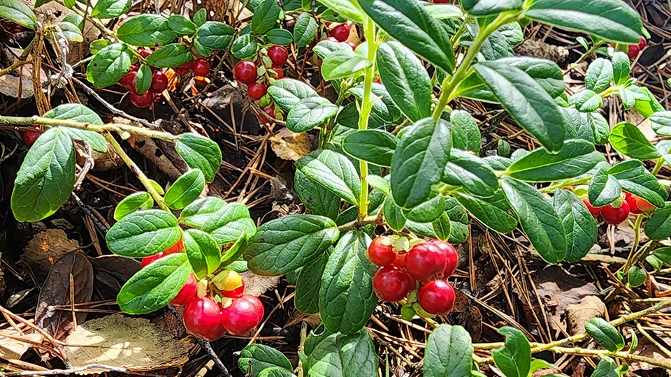 Фото: МедиаБанк Подмосковья/Михаил Мартыненко