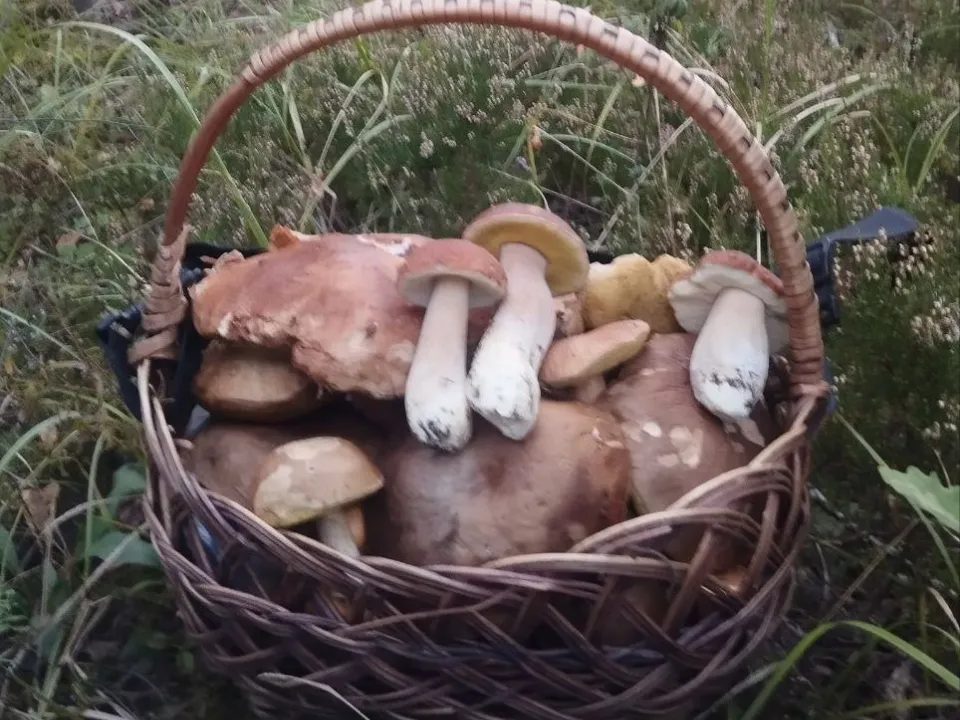 Фото: t.me/gribanutie