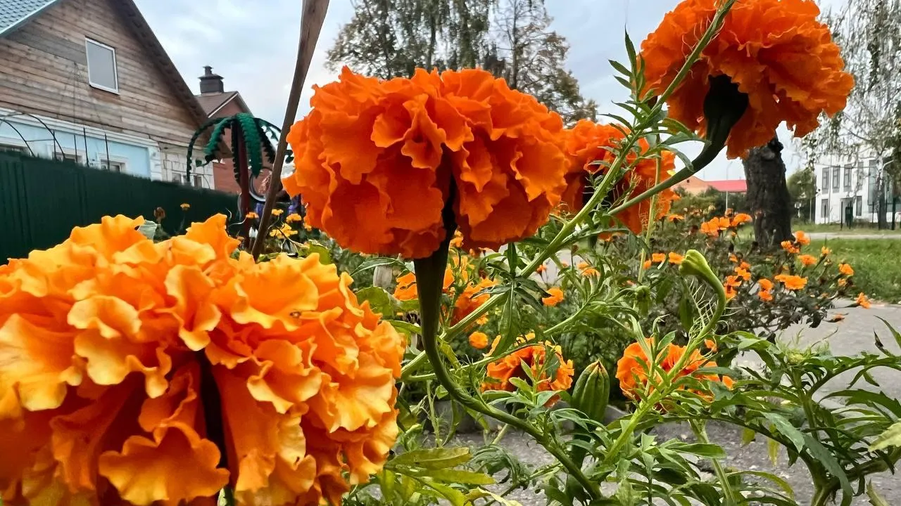 REGIONS/Елена Фурман