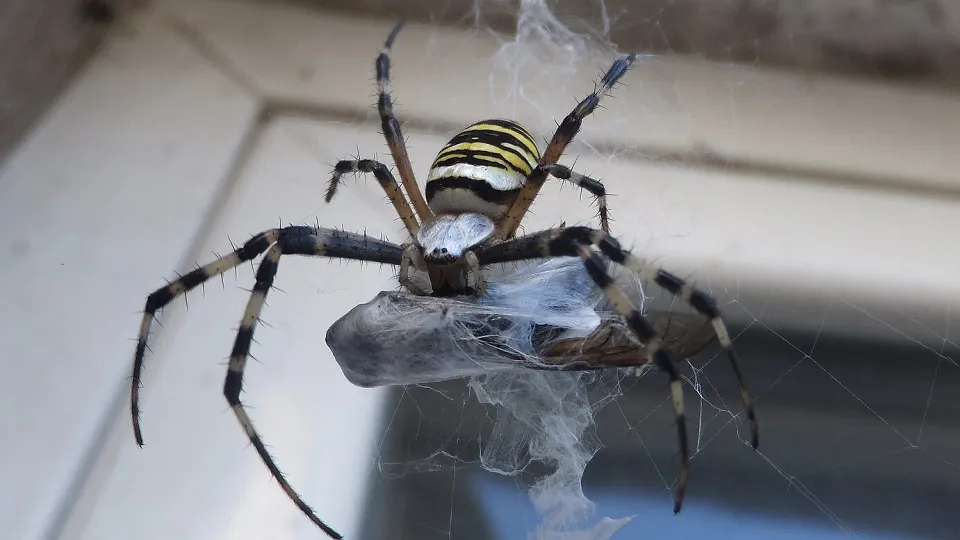 Фото: сommons.wikimedia/Syrio