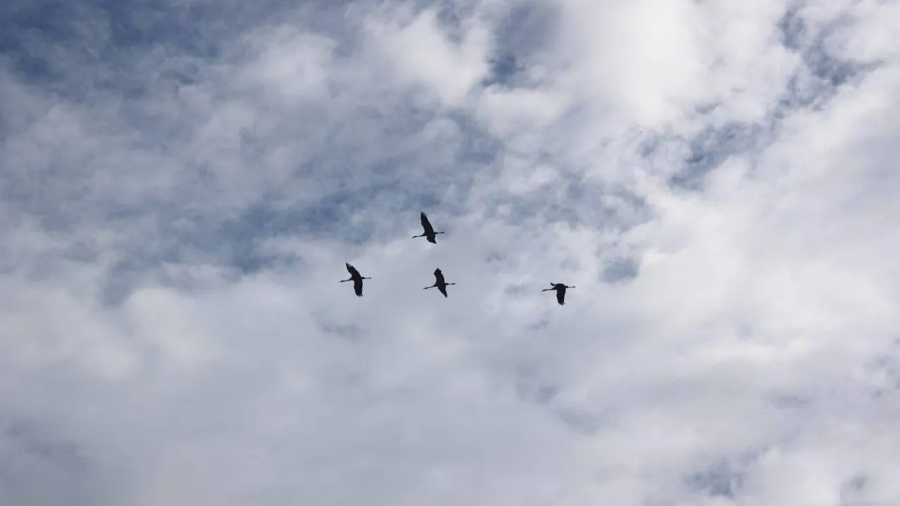 Фото: Комитет лесного хозяйства Московской области