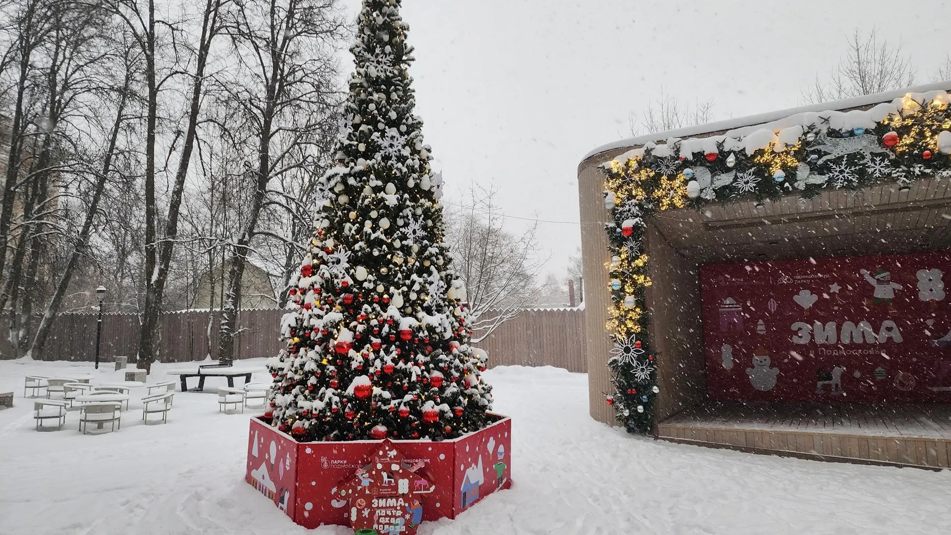 Елка в городском парке. Хавива Фонина