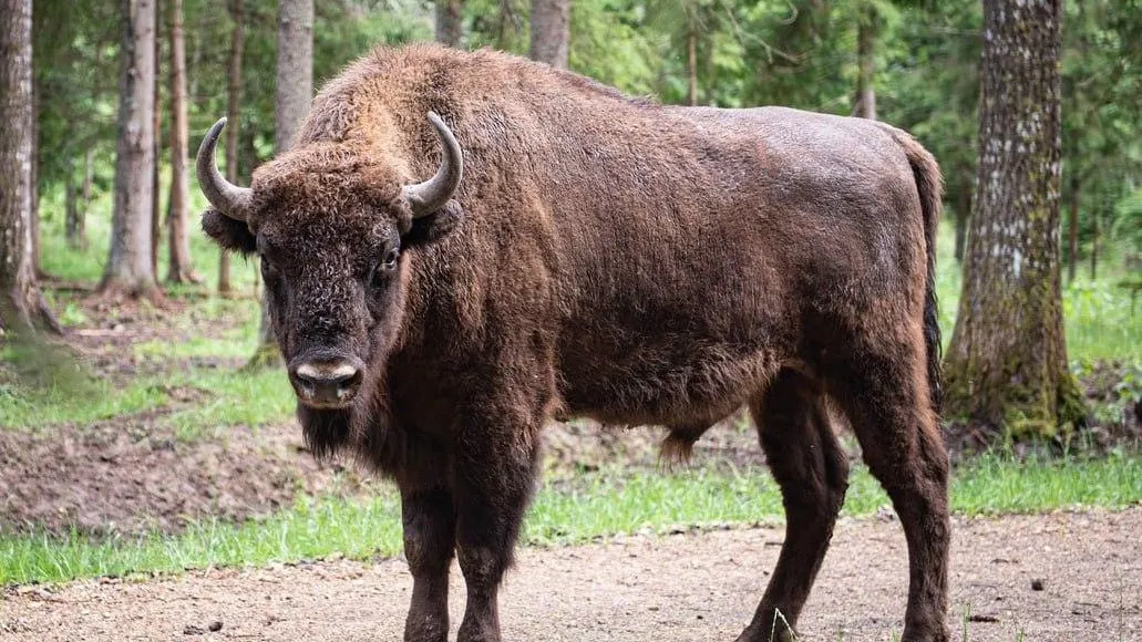 ТГ-канал SHOT