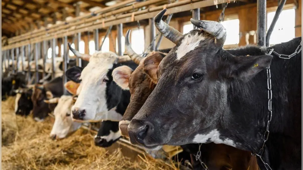 Фото: пресс-служба Министерства сельского хозяйства и продовольствия Московской области