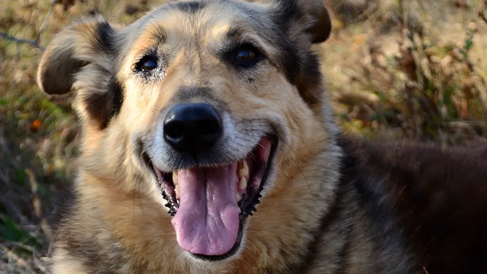 Фото: istockphoto.com/Alexandra Serban