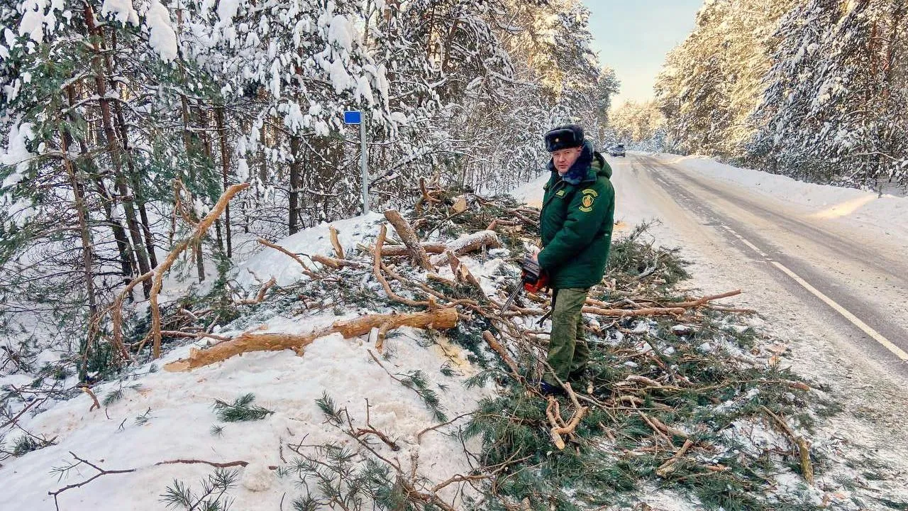 филиал «Русский лес» ГКУ МО «Мособллес»
