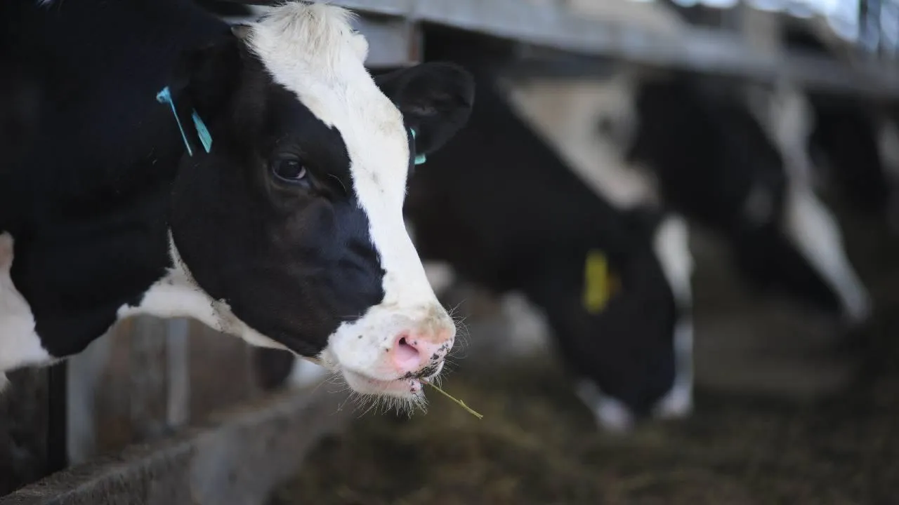 Тюменский молочный завод затопил деревню Маслянку нечистотами