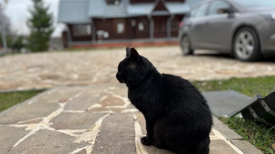 Фото: МедиаБанк Подмосковья/Рунова Татьяна