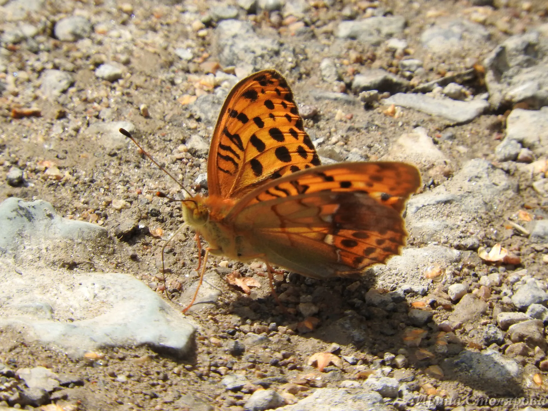 Фото: личный архив Ирины Столяровой