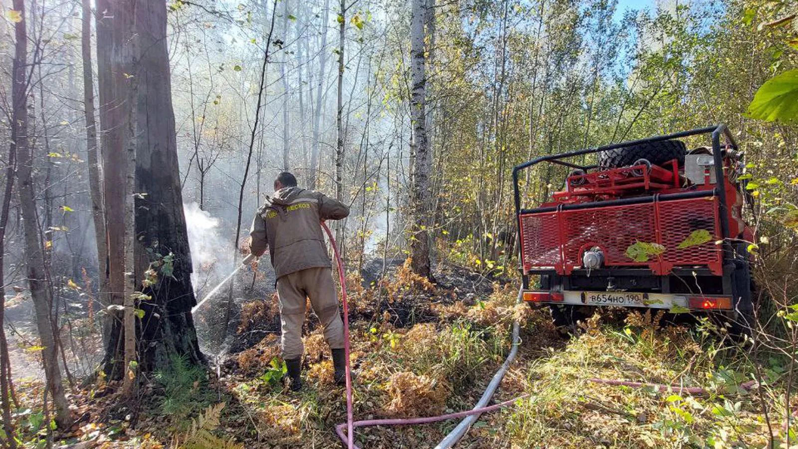 Фото: Комитет лесного хозяйства МО