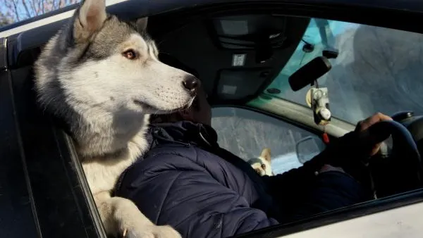 Специалист рассказал, почему курящий хозяин может причинить вред собаке