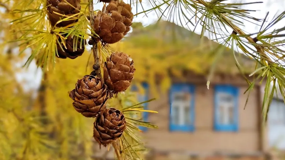 Фото: REGIONS/Алексей Селиверстов