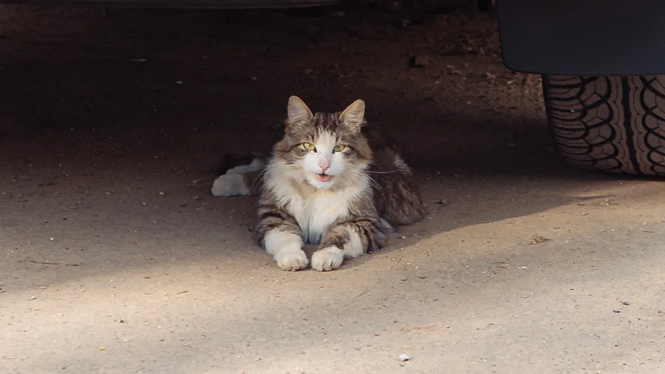 Фото: REGIONS/Наталия Надточая