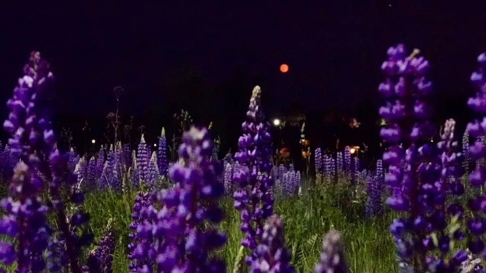 Фото: МедиаБанк Подмосковья/Дарья Леонова