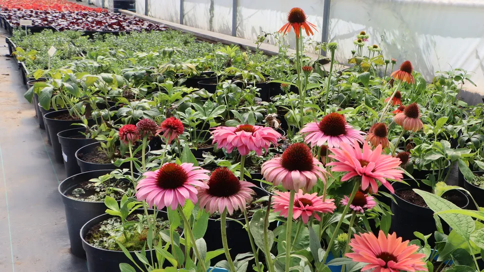 Фото: МедиаБанк Подмосковья/Ирина Матвеева