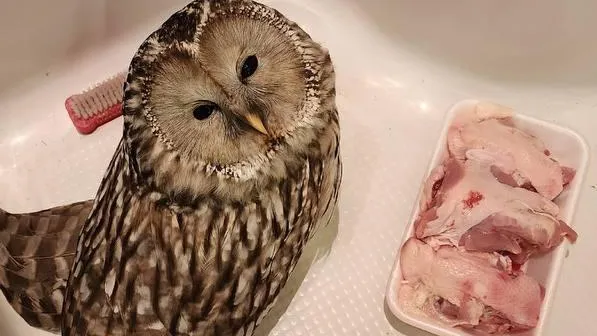 Фото: ТГ-канал "Рай и МКАД Подмосковье"