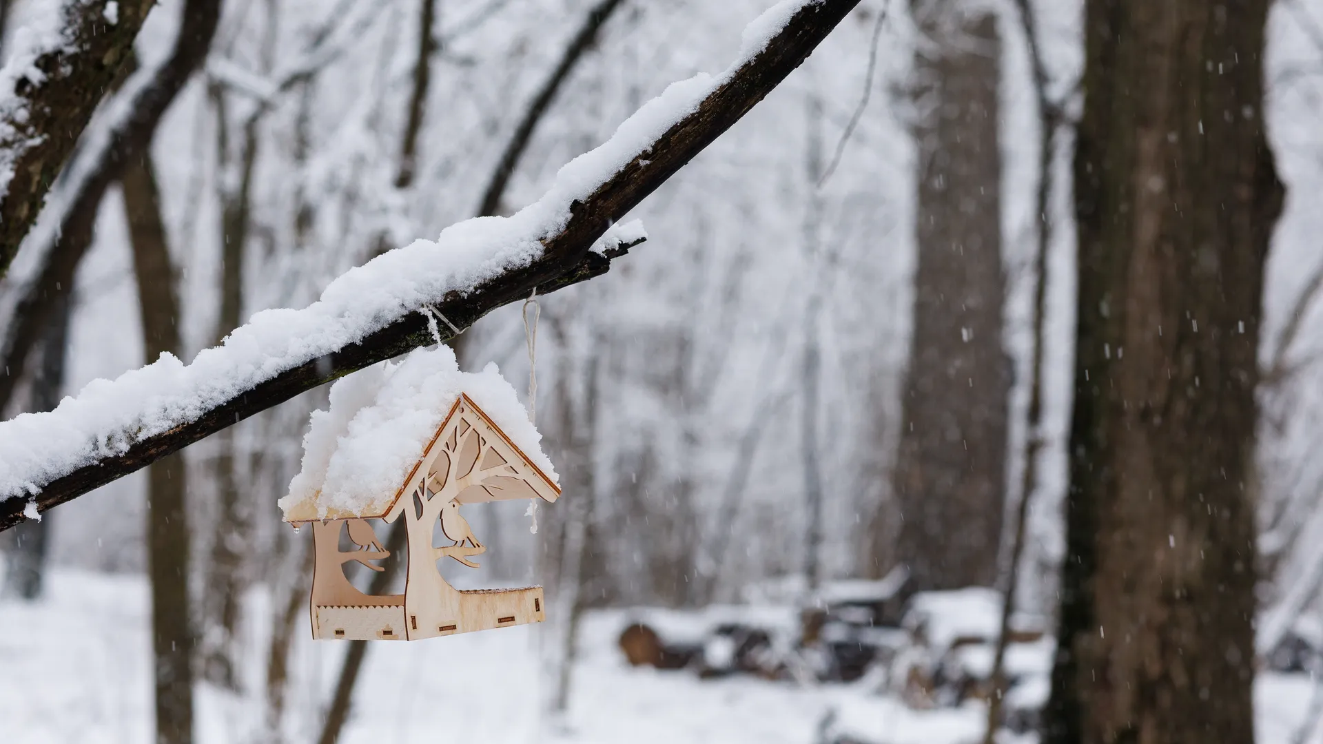 Первый снег в Химкинском лесу