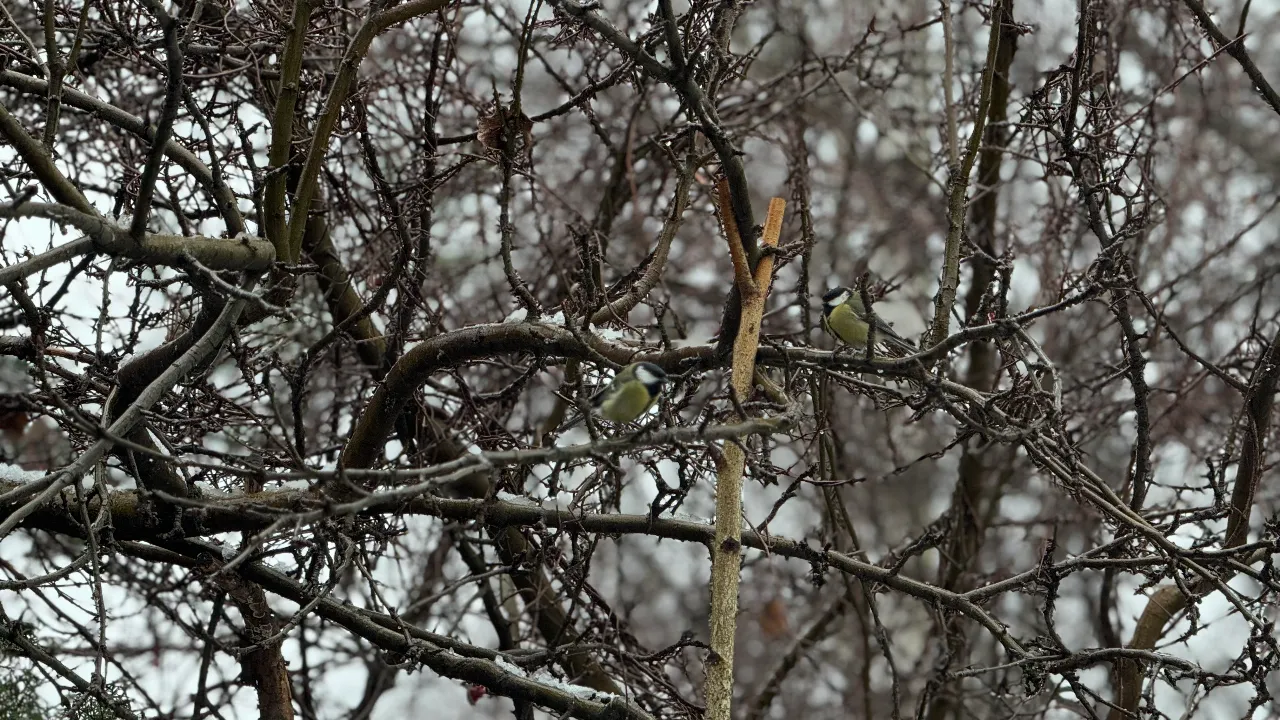 МедиаБанк Подмосковья/Полина Абраменко