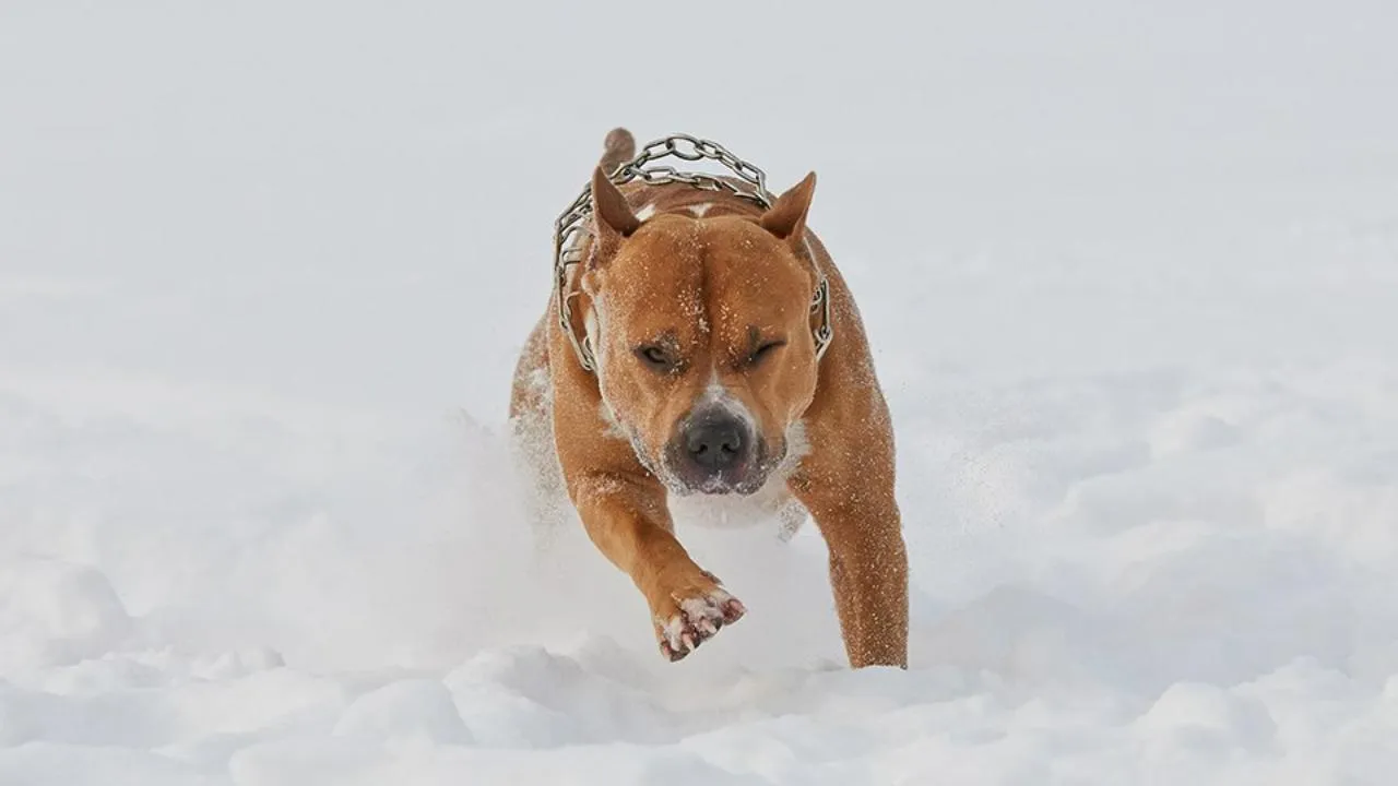 istockphoto.com/sasapanchenko