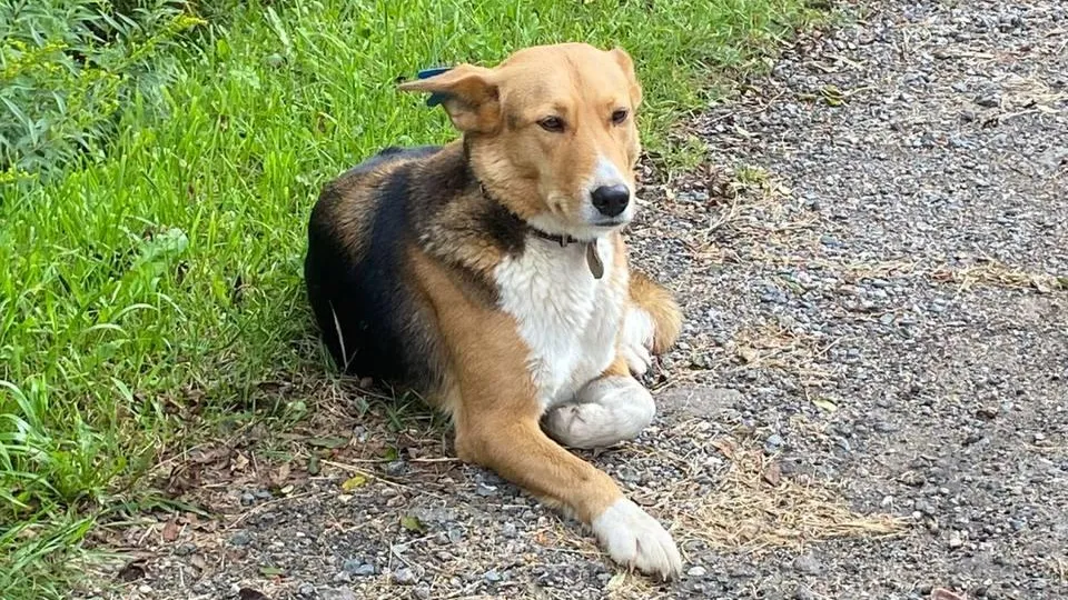 Фото: пресс-служба администрации г.о. Солнечногорск