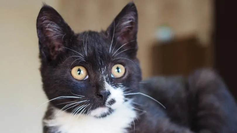 Фото: Истра | Искра! / ВКонтакте