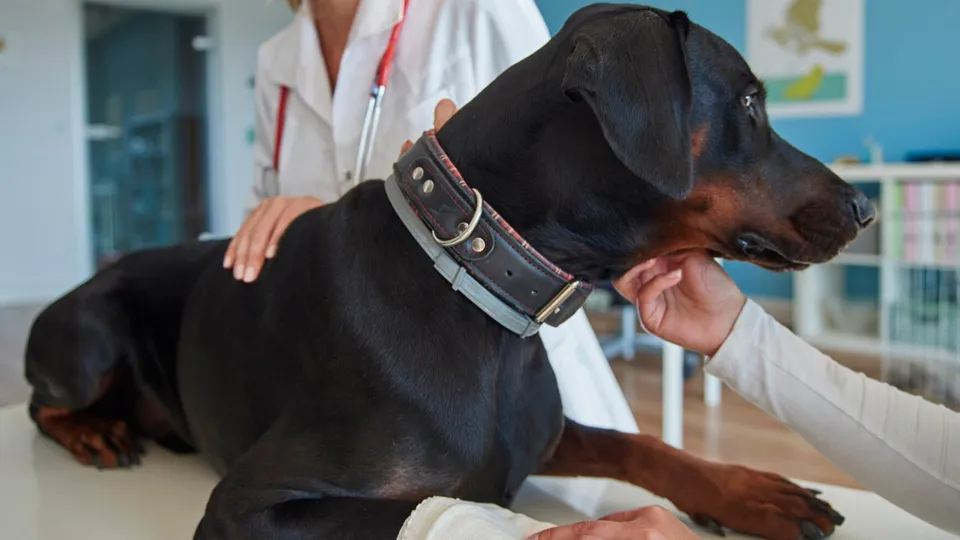 Фото: freepik.com