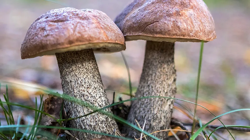 Фото: РИА Новости/Илья Тимин