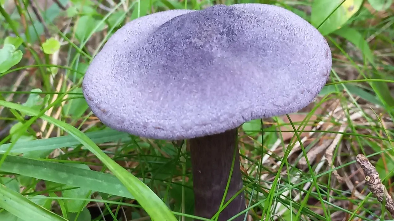 Фото wikigrib.ru