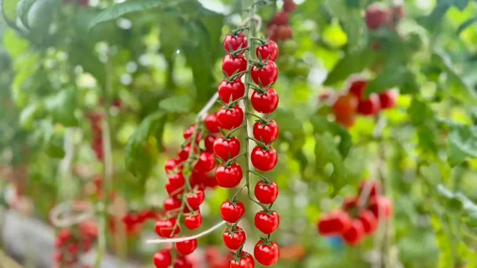 Фото: Министерство сельского хозяйства и продовольствия МО