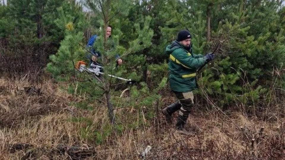 Фото: Комитет лесного хозяйства Московской области