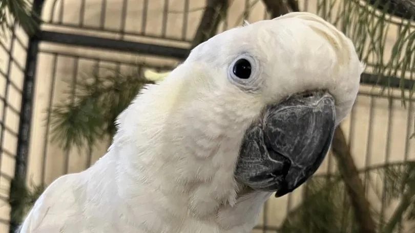 Фото: Эдуард Галтвин