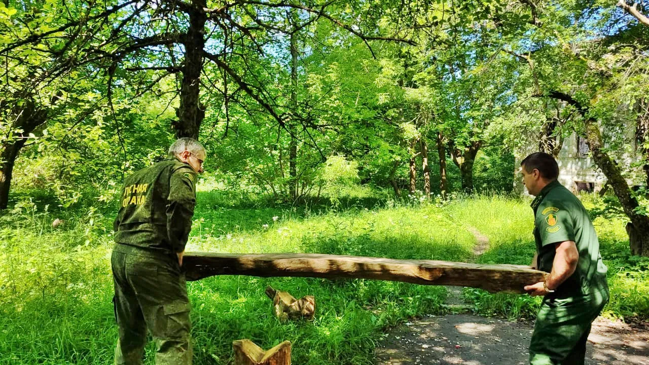 Фото: ГКУ МО «Мособллес»