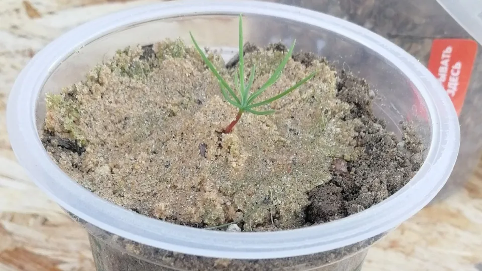 Фото: vk.com/экопроект «Заповедная Руза»