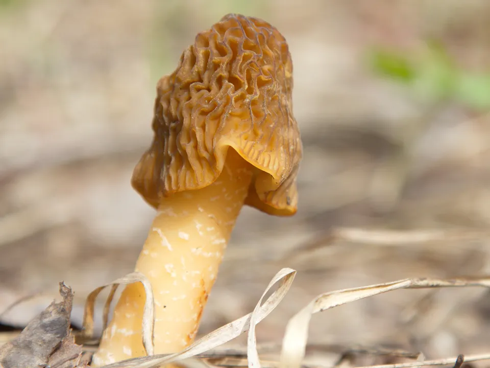 Фото: сommons.wikimedia/Tatiana Bulyonkova