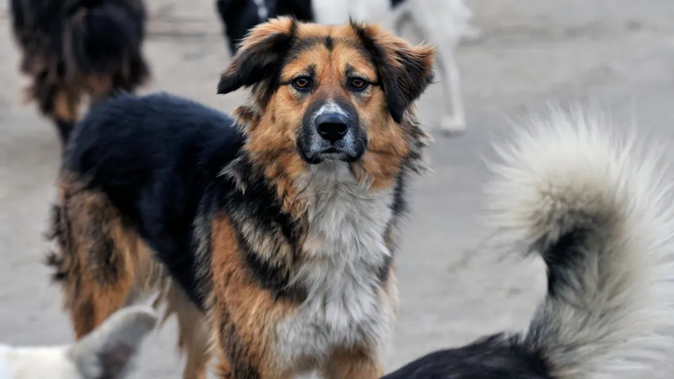 Фото: ТАСС/Лев Федосеев