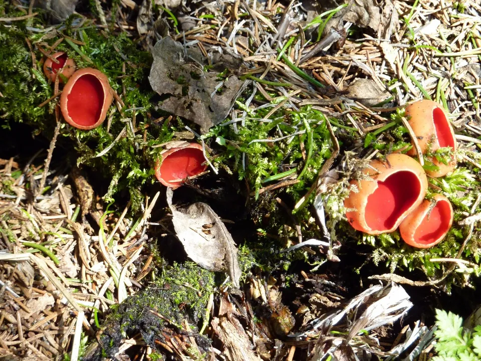 Фото: pxhere.com