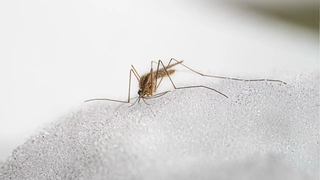 istockphoto.com/Peter Vahlersvik